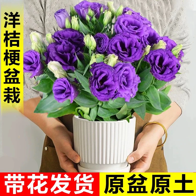 重瓣洋桔梗盆栽花苗带花阳台庭院开花植物花卉