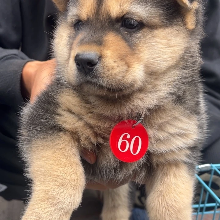 木***叔中华田园犬小公代淘链接不包邮不包售后