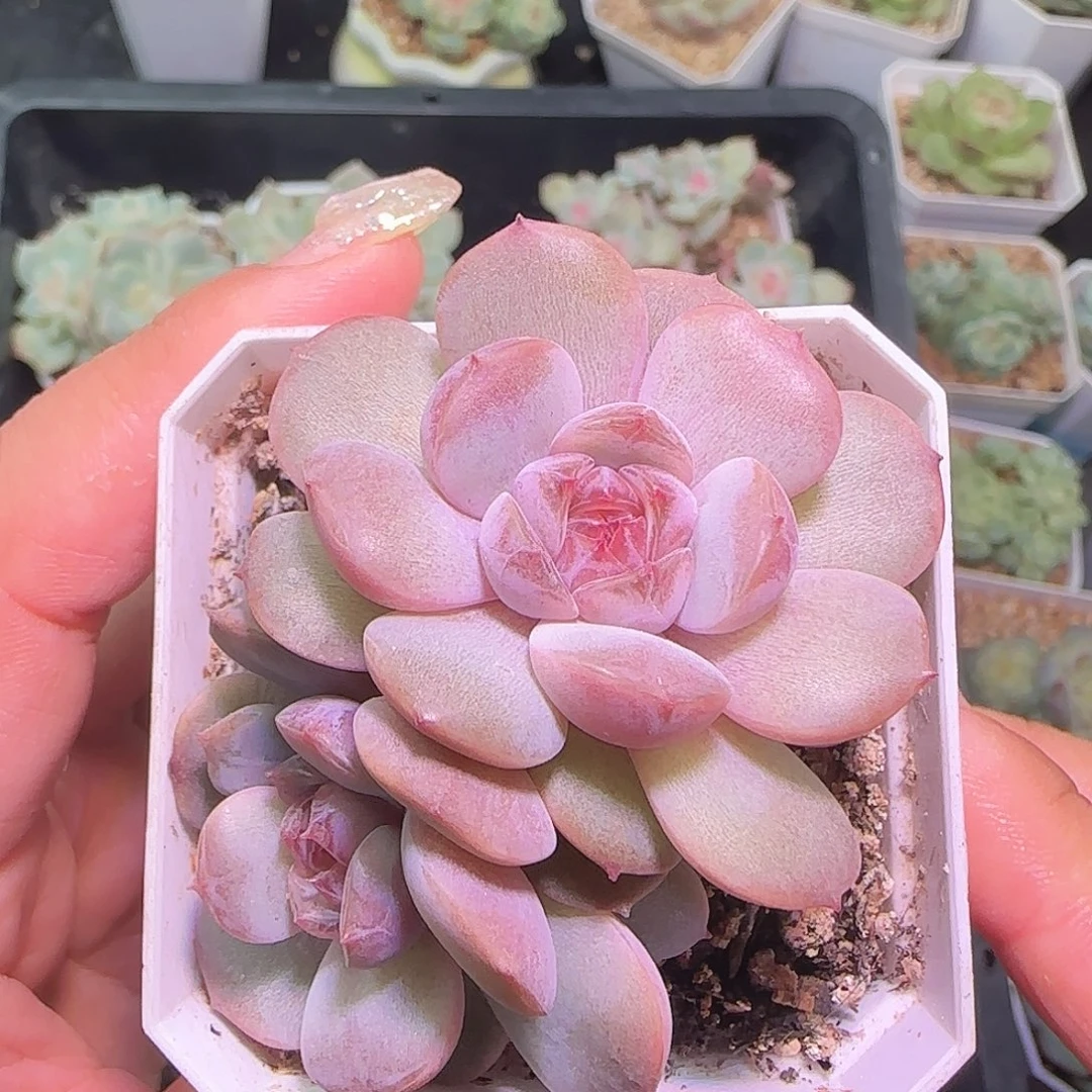 红色恋人开播福利