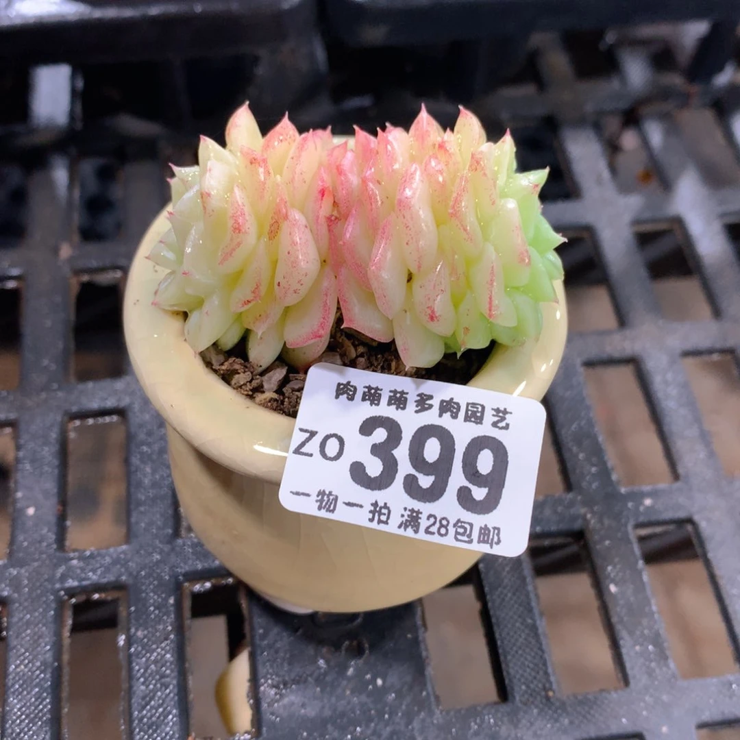 肉萌萌拇指盆精控多肉ZO399