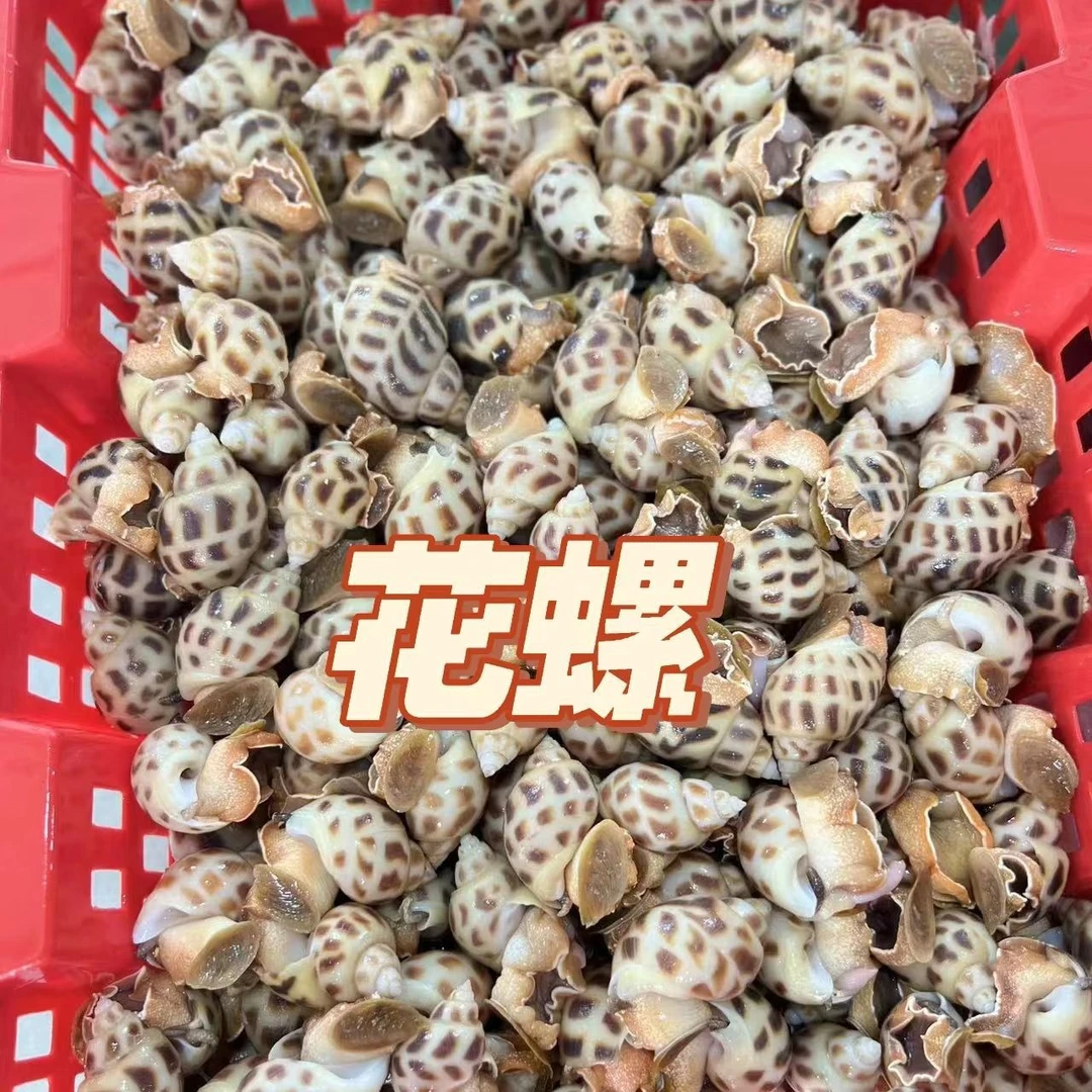 【海口鲜活大花螺半斤】只只精选鲜活，需要几份拍几份