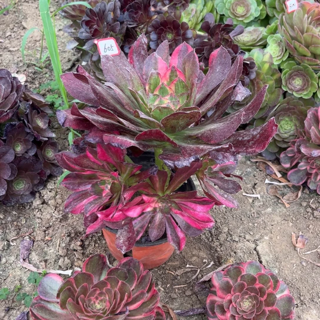 微***光605多肉植物魅影七彩