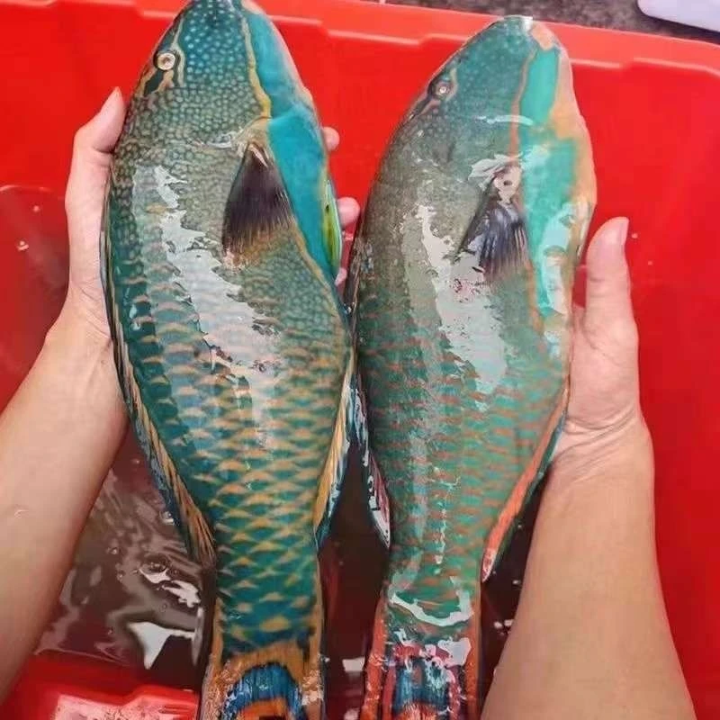 【顺丰包邮】野生海钓青衣鱼鹰嘴鱼新鲜活冻锁鲜3-8斤肉质鲜美营养