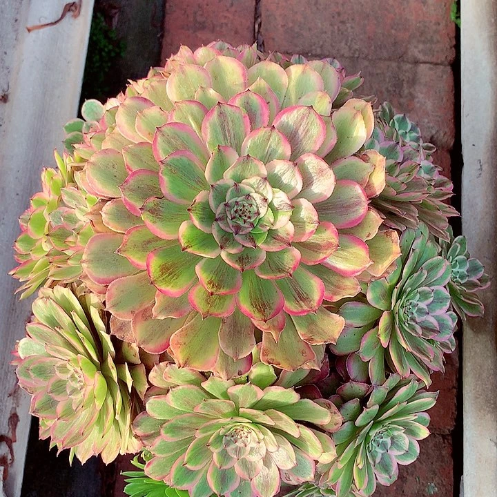 粉黛捧花，多肉植物