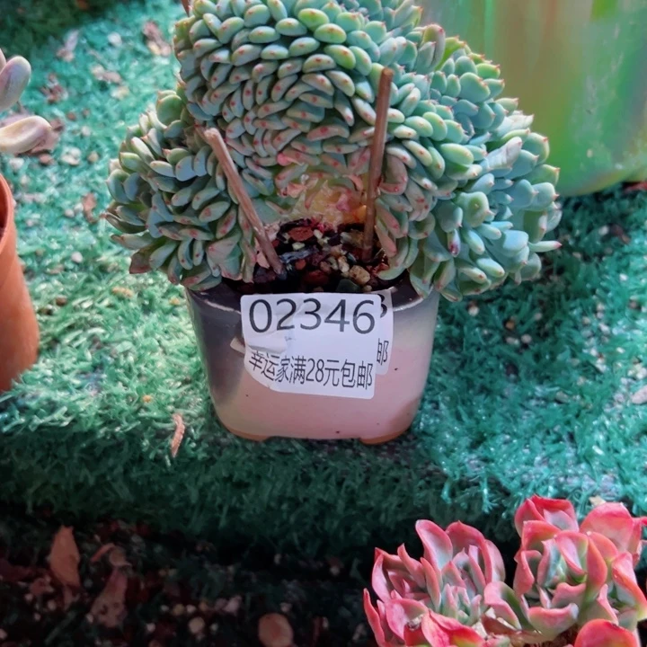 幸运的是我还没遇到你