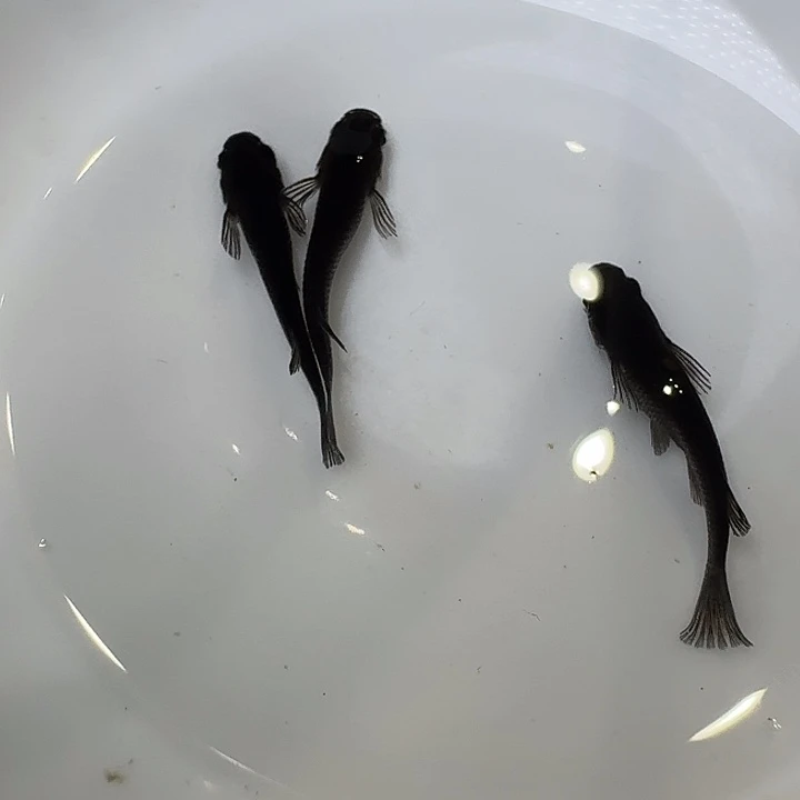 青鳉鱼27号拍品大蛇3条