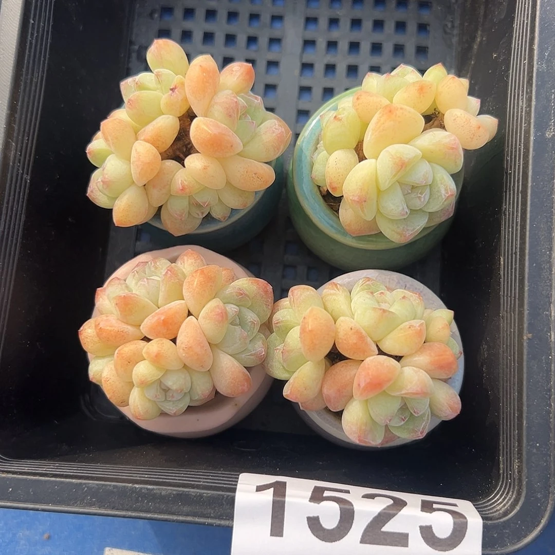 四个4头冰玉带盆的 1525