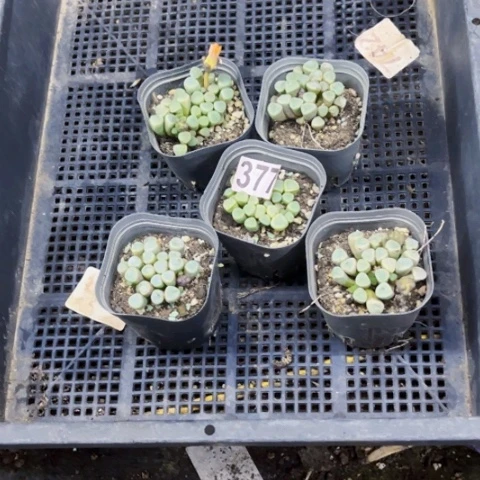 377五十玲玉一物一图如图