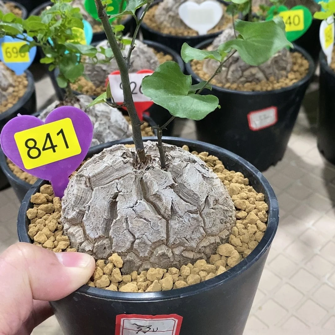 南非龟甲龙龟甲龙