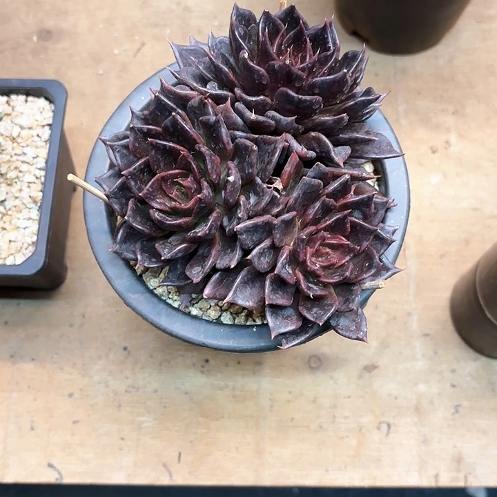 冬**迟多肉植物，黑王子