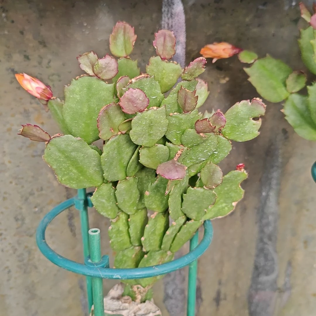 037橙重瓣脱土脱盆易掉芽苞723