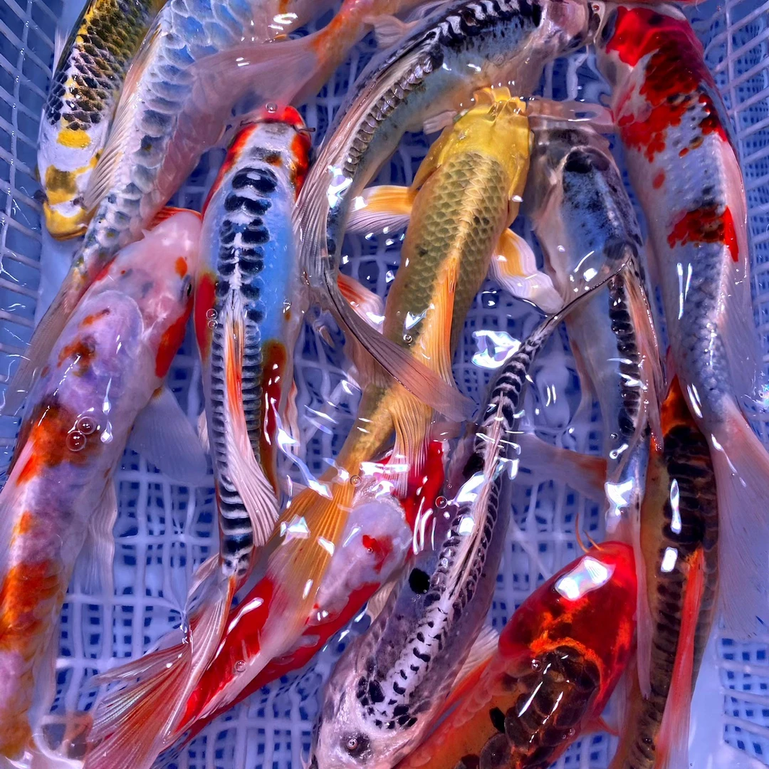 超大尺寸【21尾】德国锦鲤 血统鲤鱼11-13公分 花色丰富 渔场发货