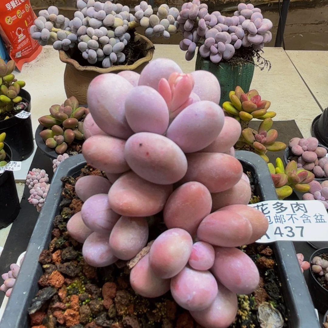 437/8cm水光针多肉