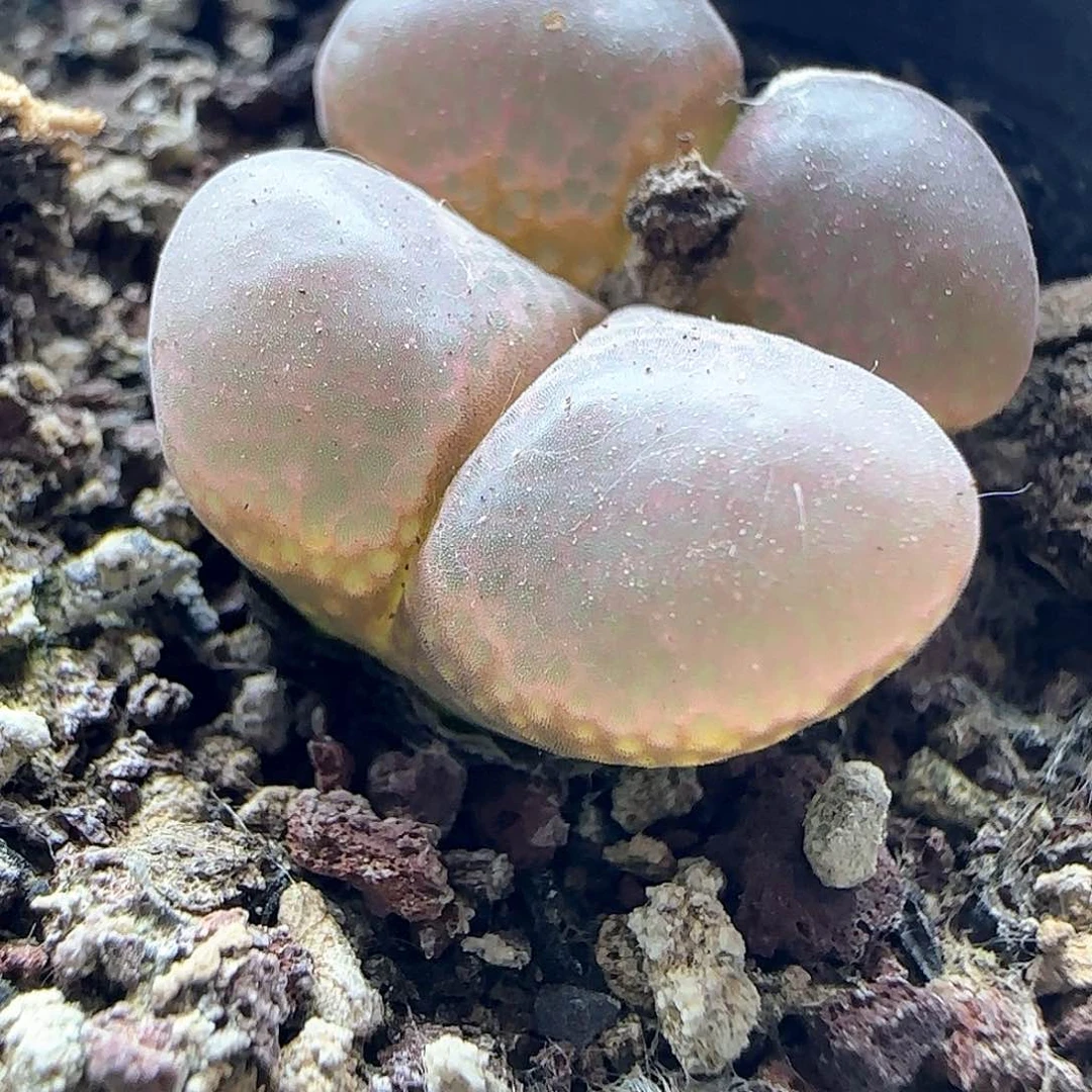 冬***梅哈哈哈哈哈哈哈哈45401