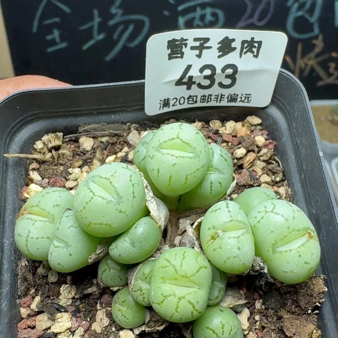 带盆土