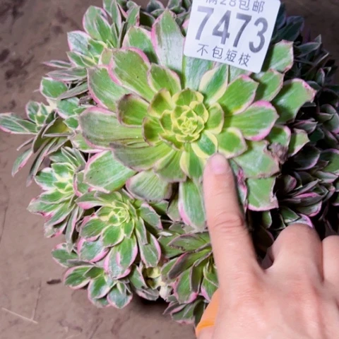 水蜜桃多肉植物法师7473