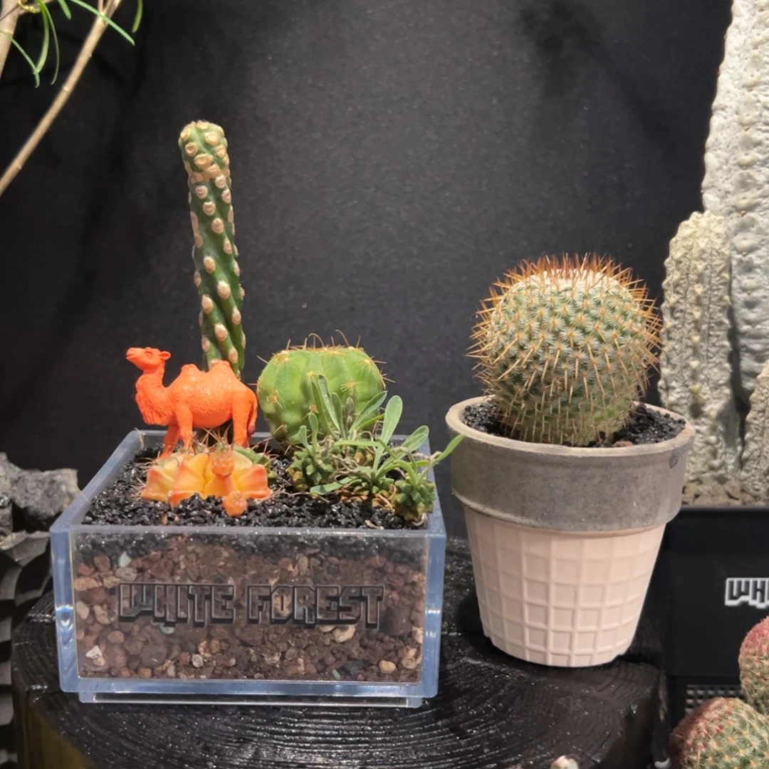 A10福利组合两盆一起