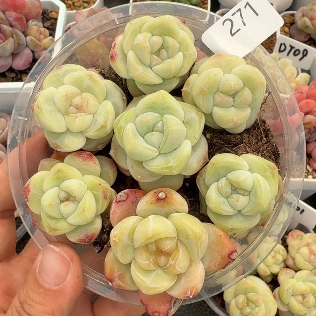一物一拍一盒330-271