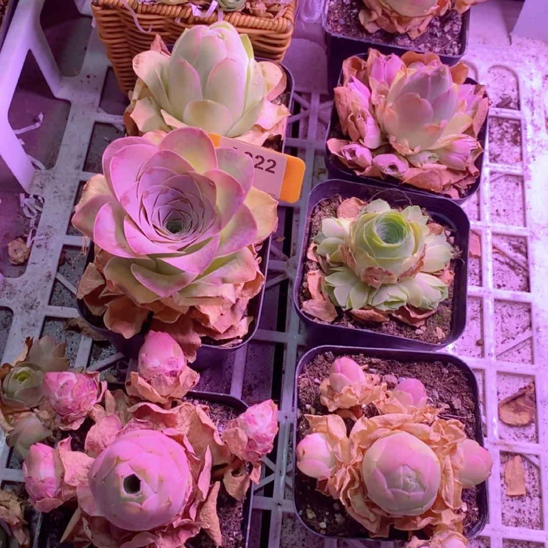 山地玫瑰下播福利一物一拍322组合