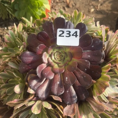 法师粉黛20-9多肉