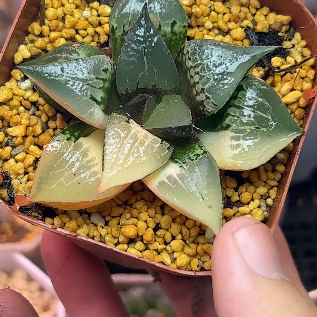 酒吞童子锦十二卷多肉植物