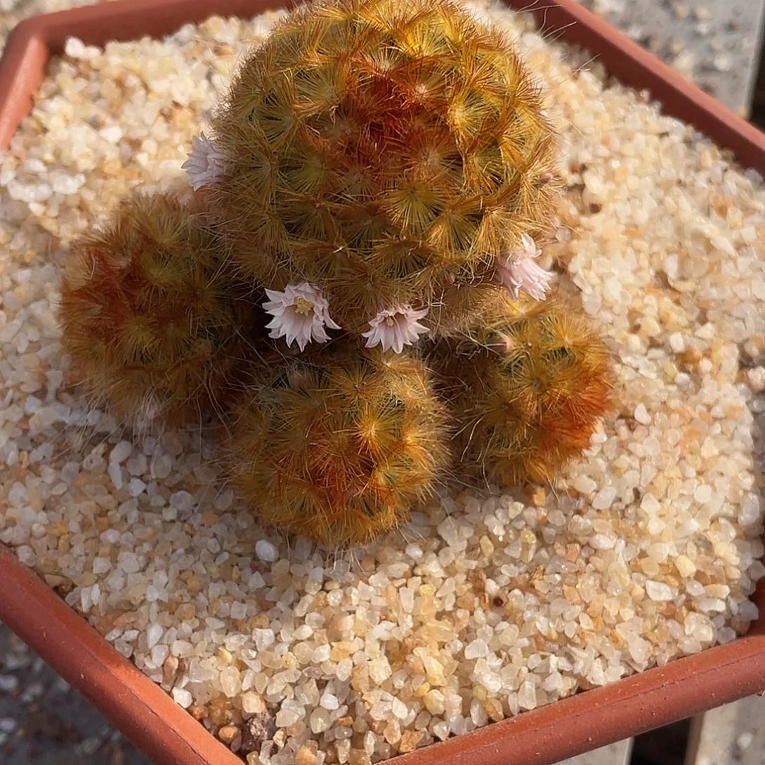 今***天仙人球实生嘉文丸带盆