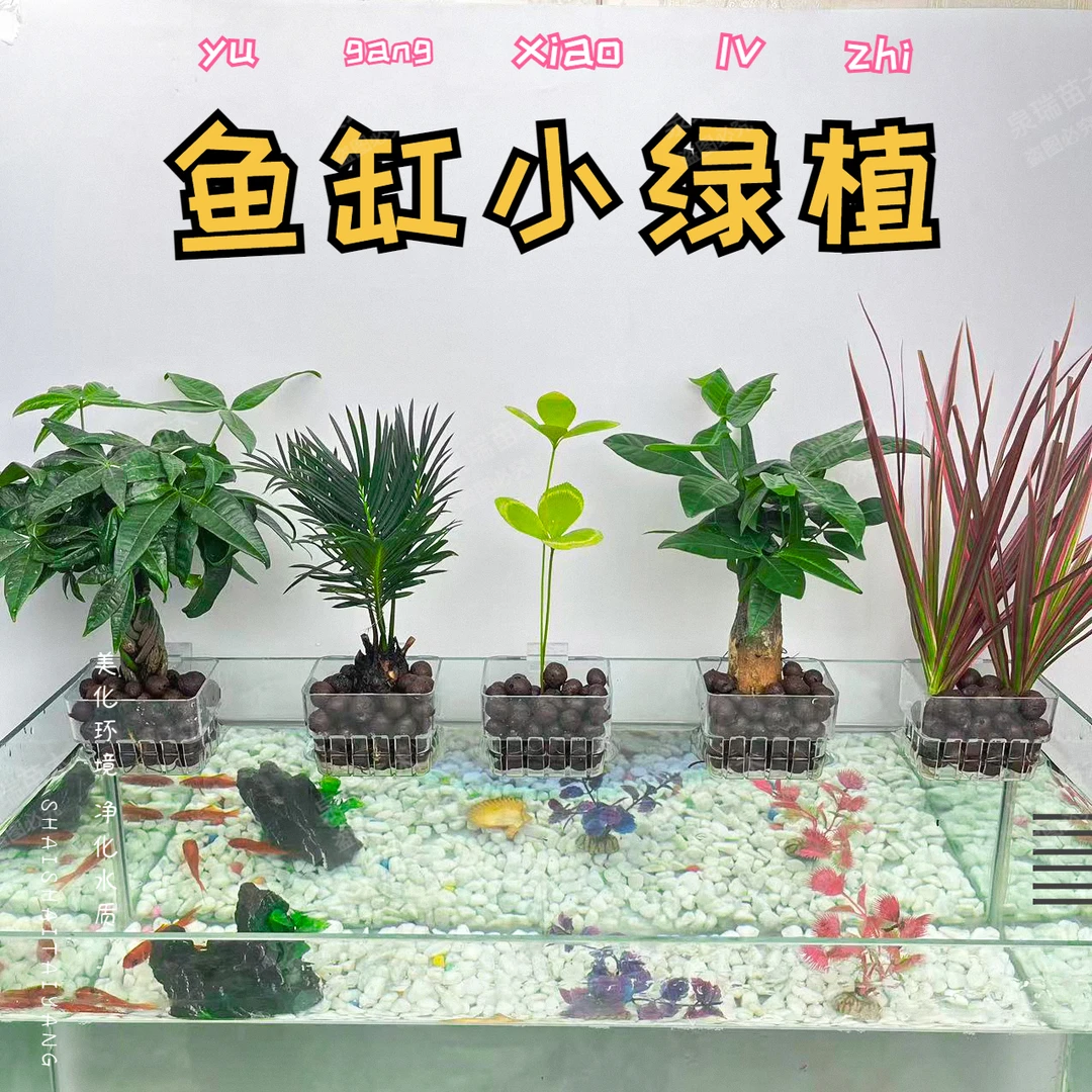 带鱼缸壁挂水培植物篮植物发财树辫子室内发财树水培花卉室内水养