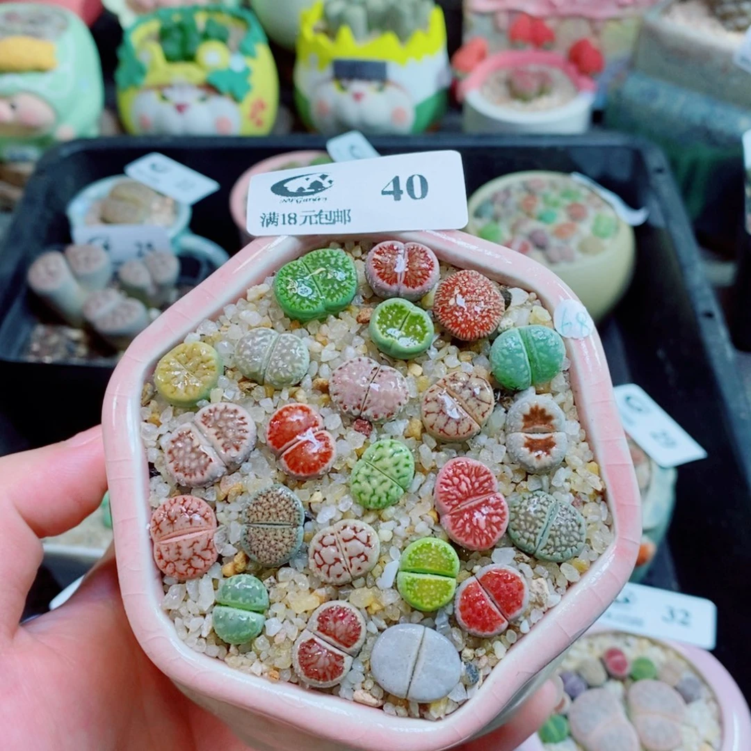 生石花花花花花花40