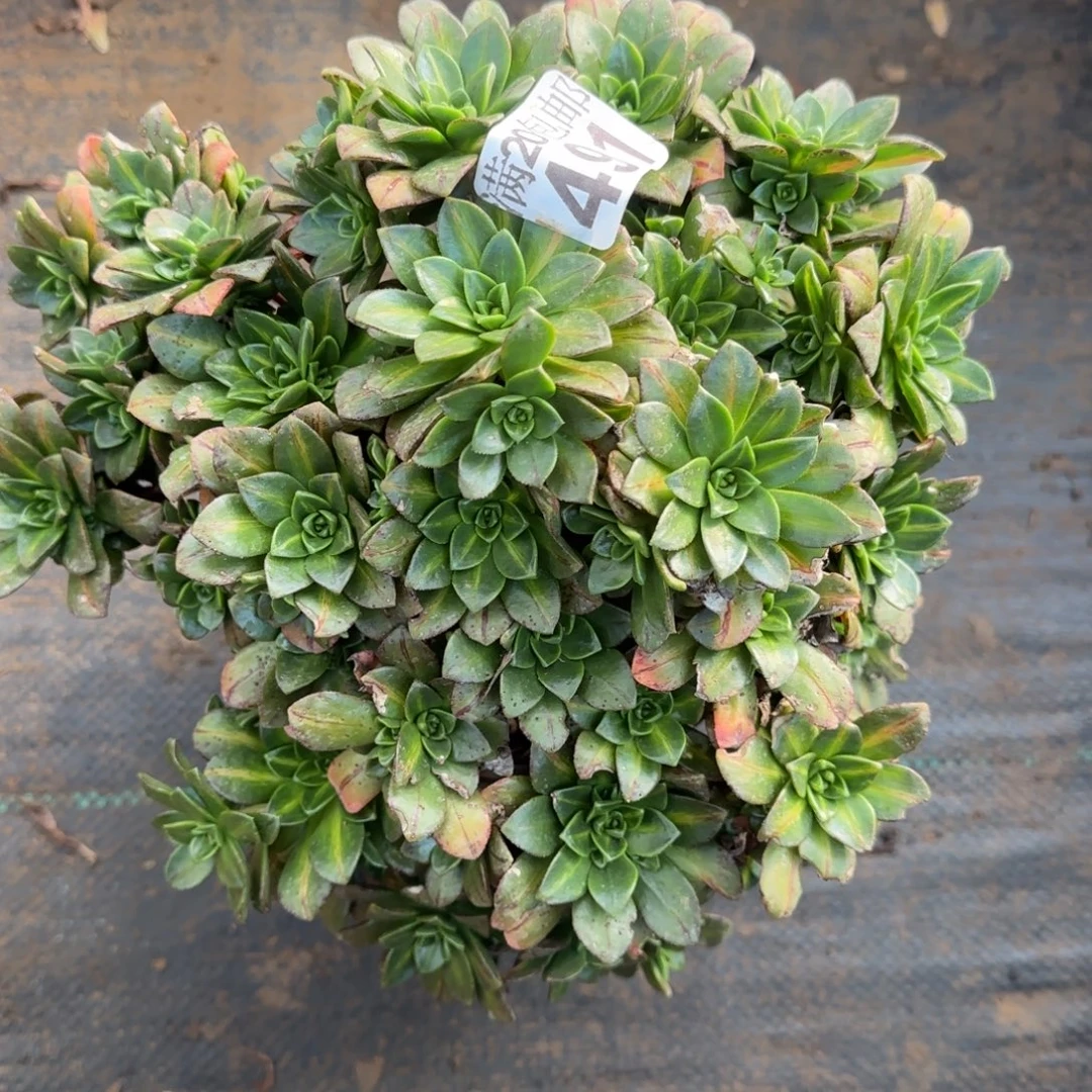 花茶491满20包邮断枝不包