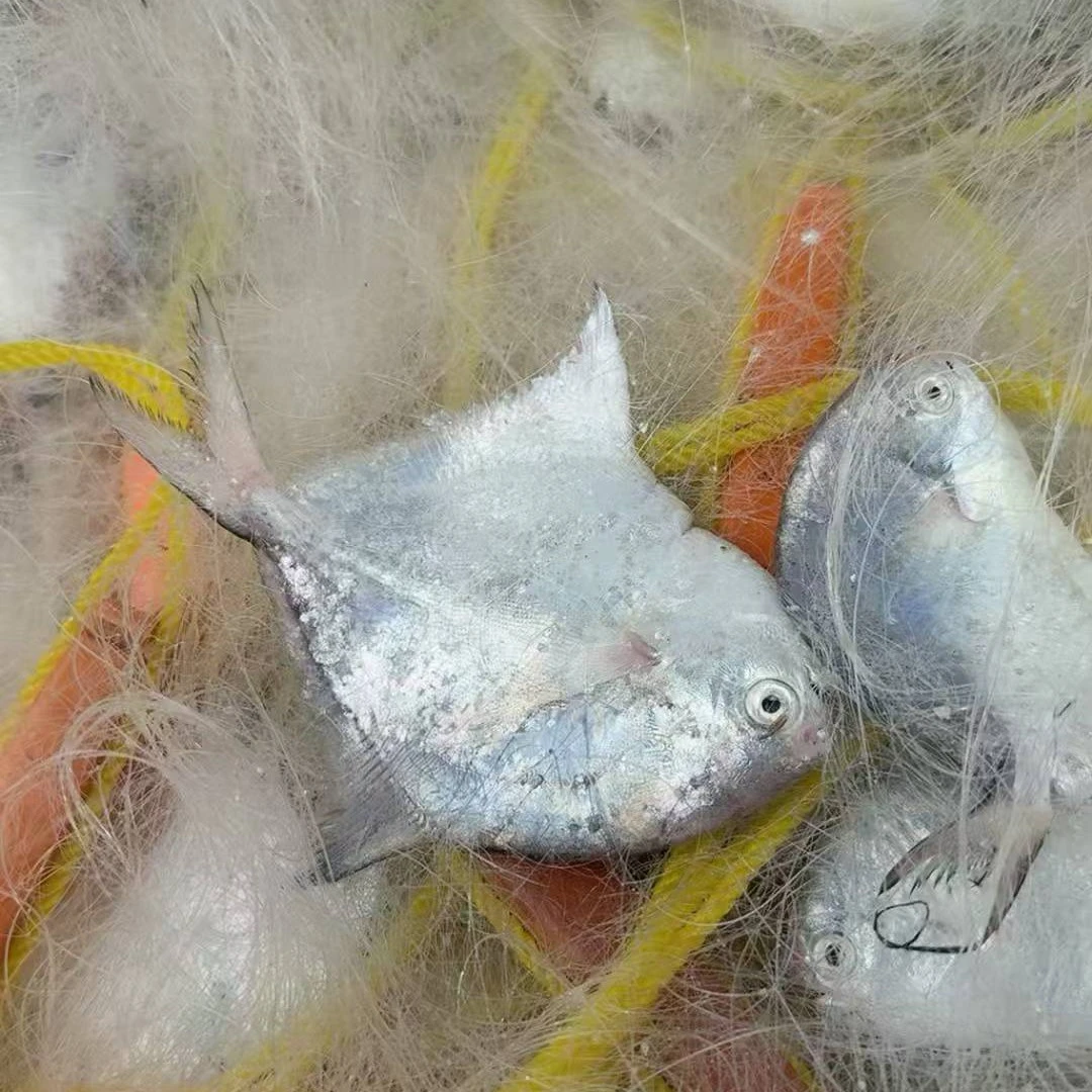 野生网仔小白仓（帮杀）