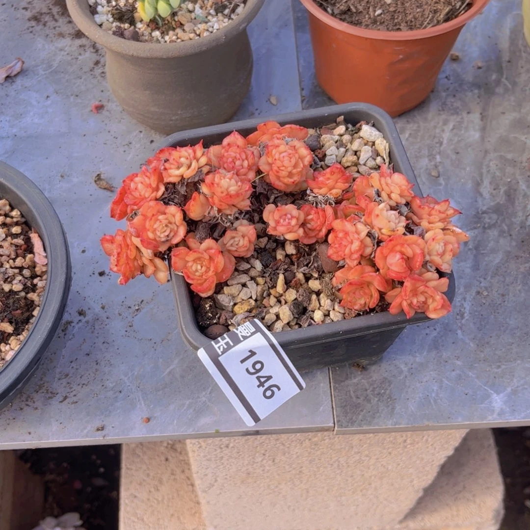 腊牡丹多肉植物1946