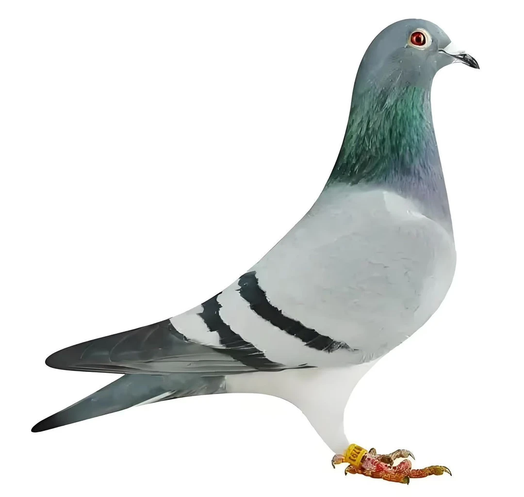 信鸽成绩鸽 名家天落血统鸽