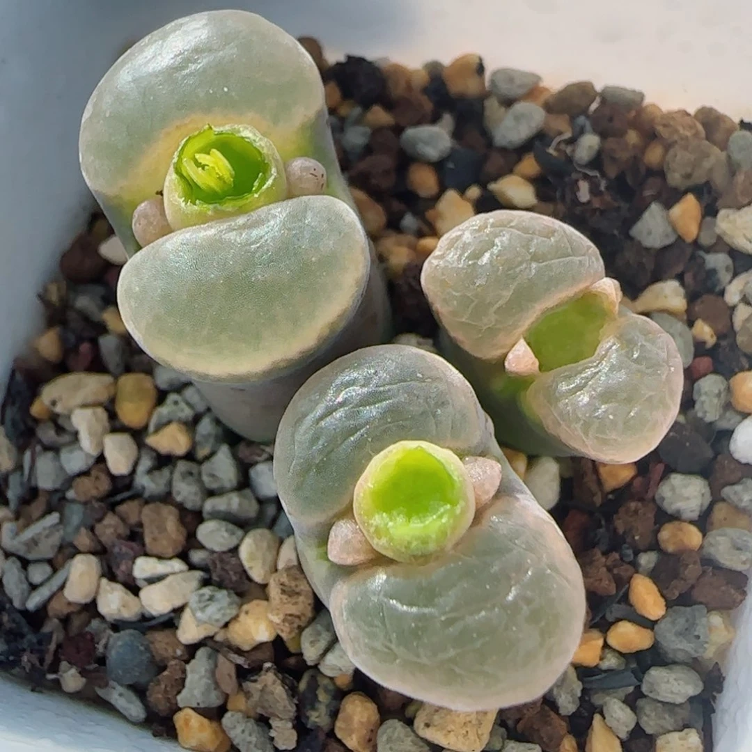 多肉植物紫体白窗71号