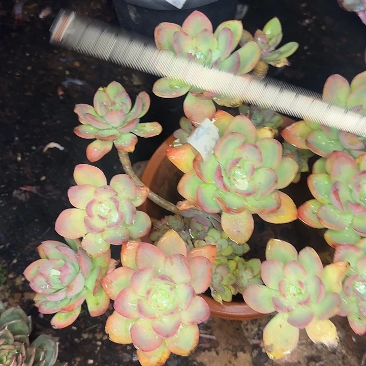 多肉植物一物一拍水墨仙子550