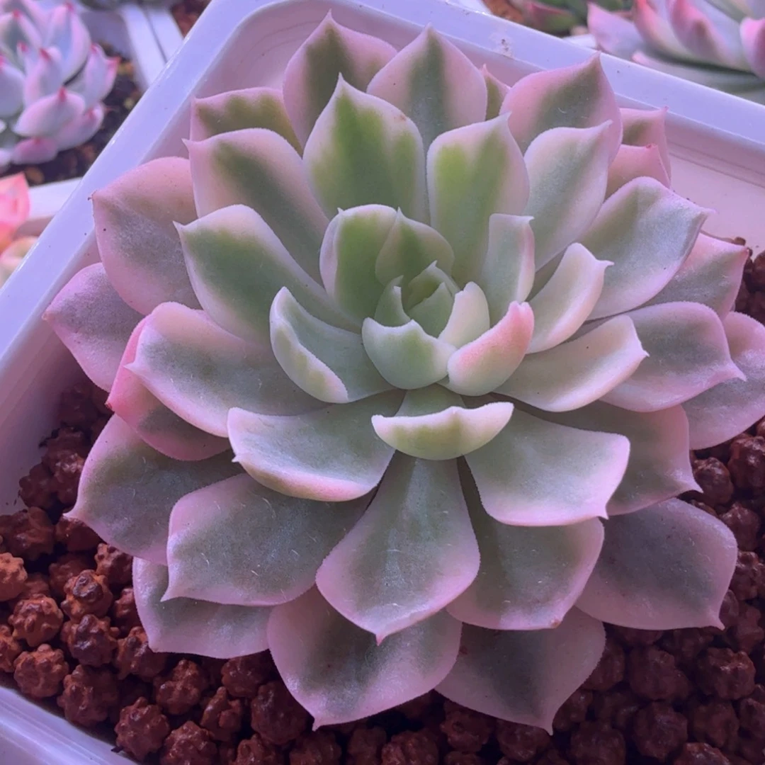 沙漠玫瑰锦 多肉植物