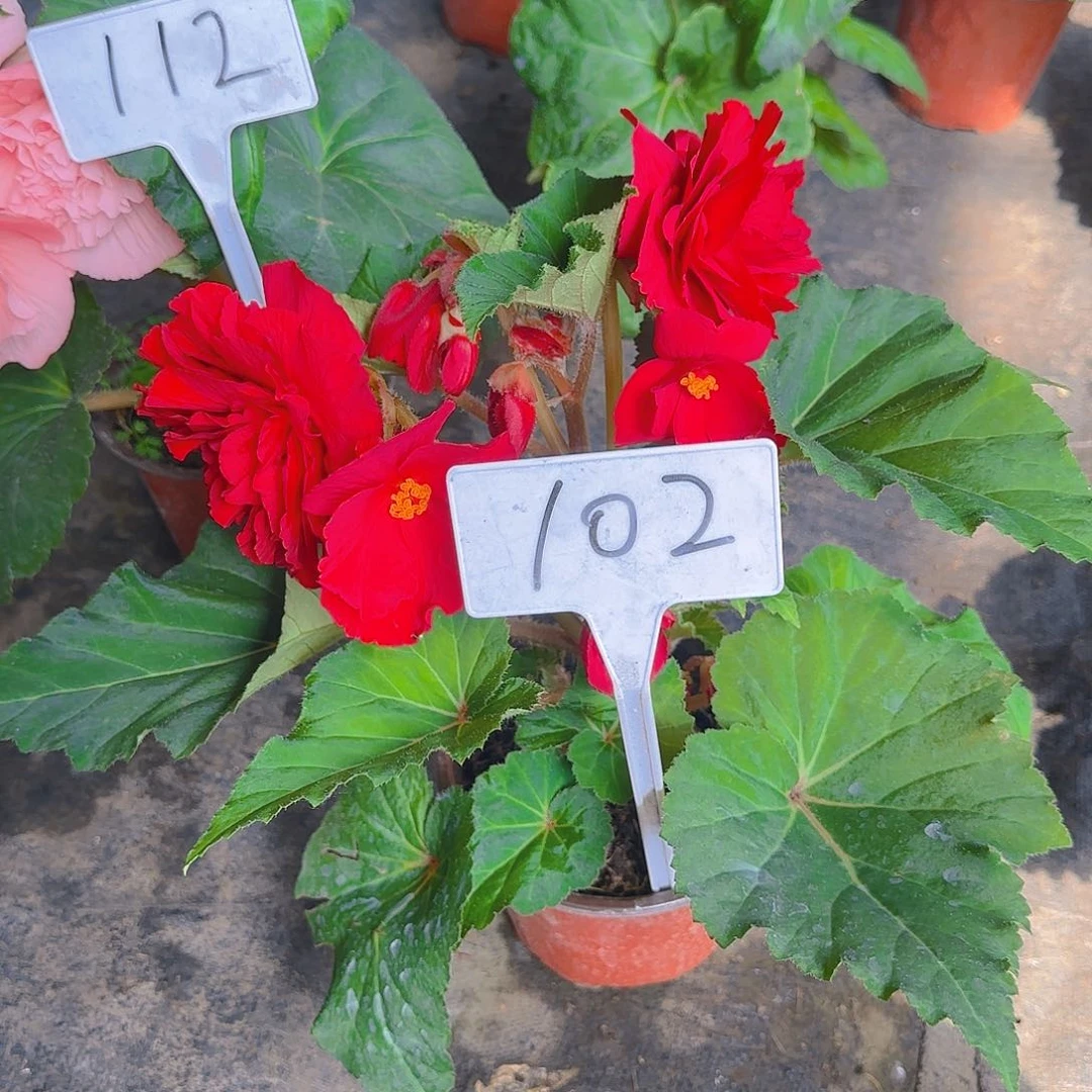 无花朵夫妻海棠种球系列102