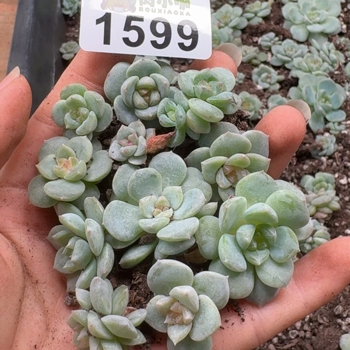 无花朵多肉植物多肉植物