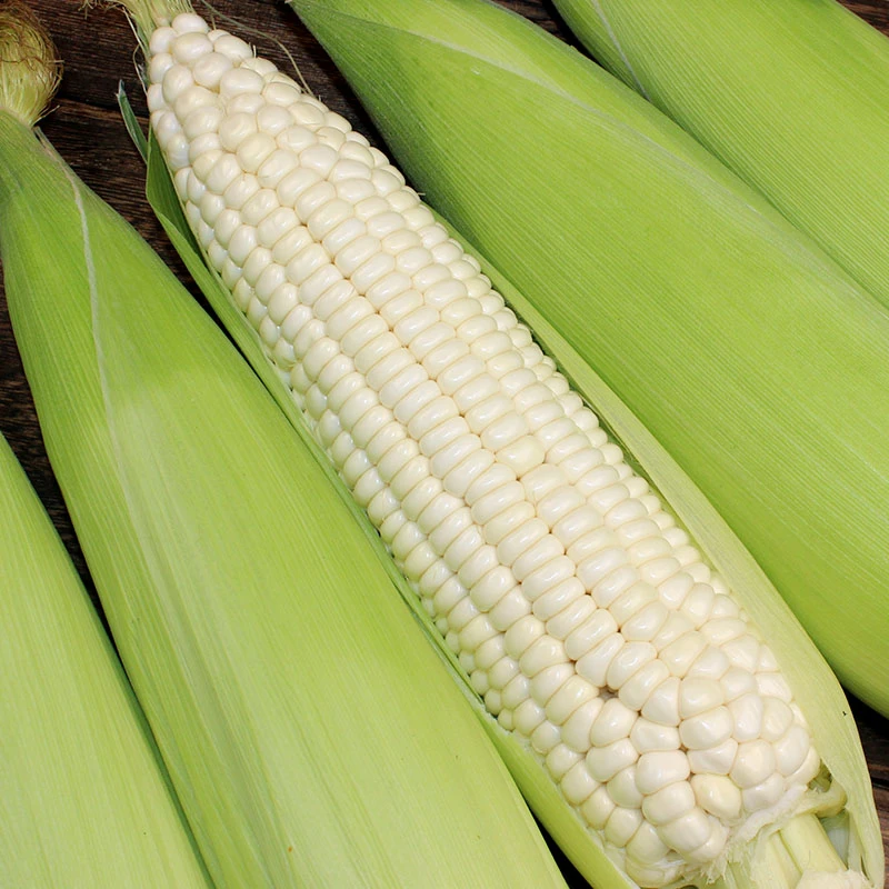 【遇见美物】四川攀枝花白糯玉米 5斤6-8根 j