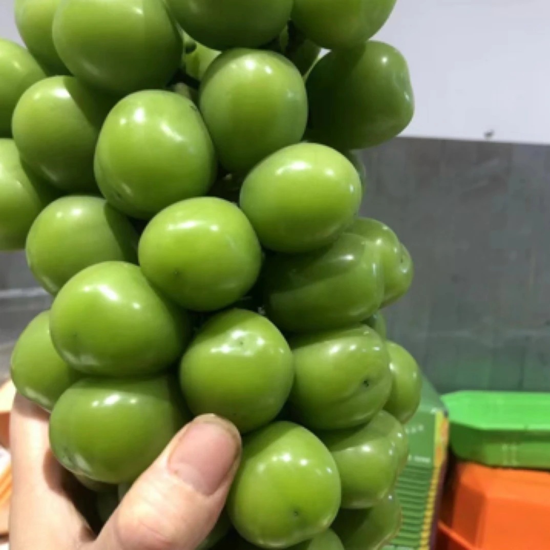 阳光玫瑰一斤洗好云南省