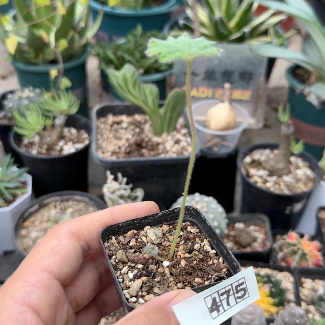 475罗伯塔洋葵带盆发货