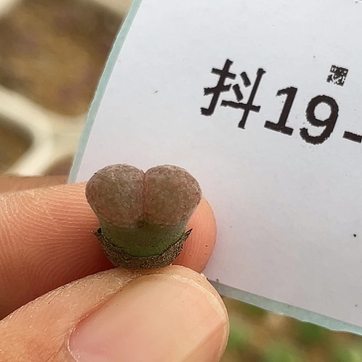 19-62风铃多肉植物