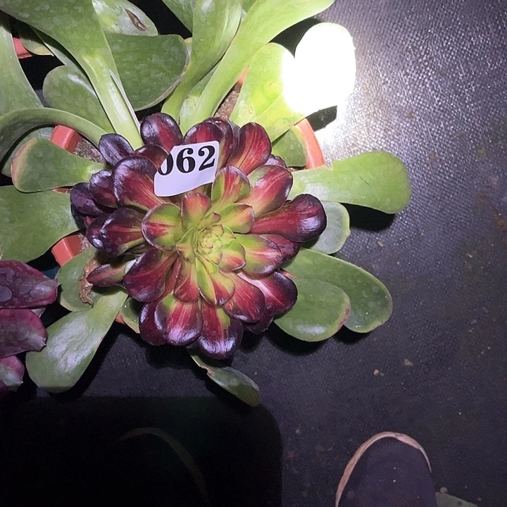 ✨****满江红多肉植物062