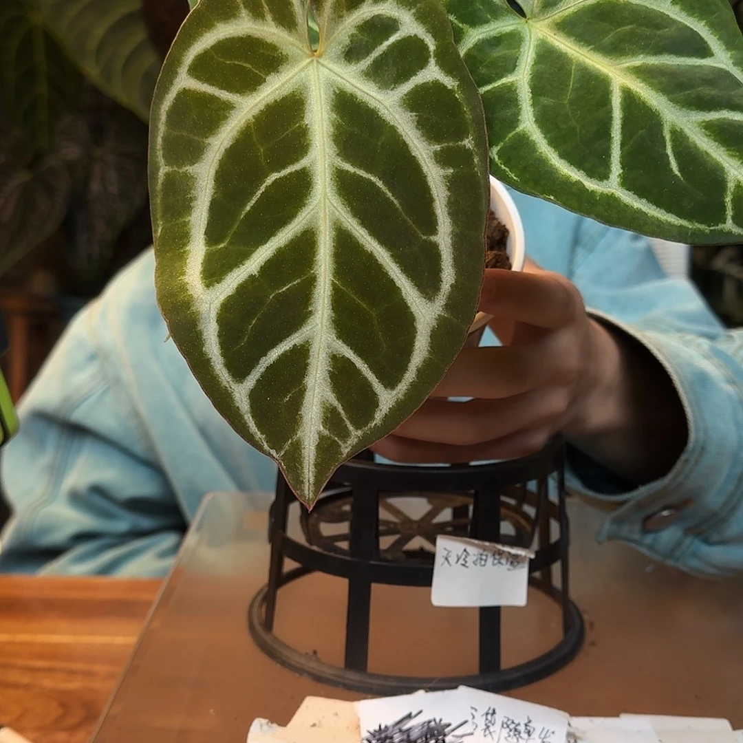 不开花植物L110狂战士杂阿波罗