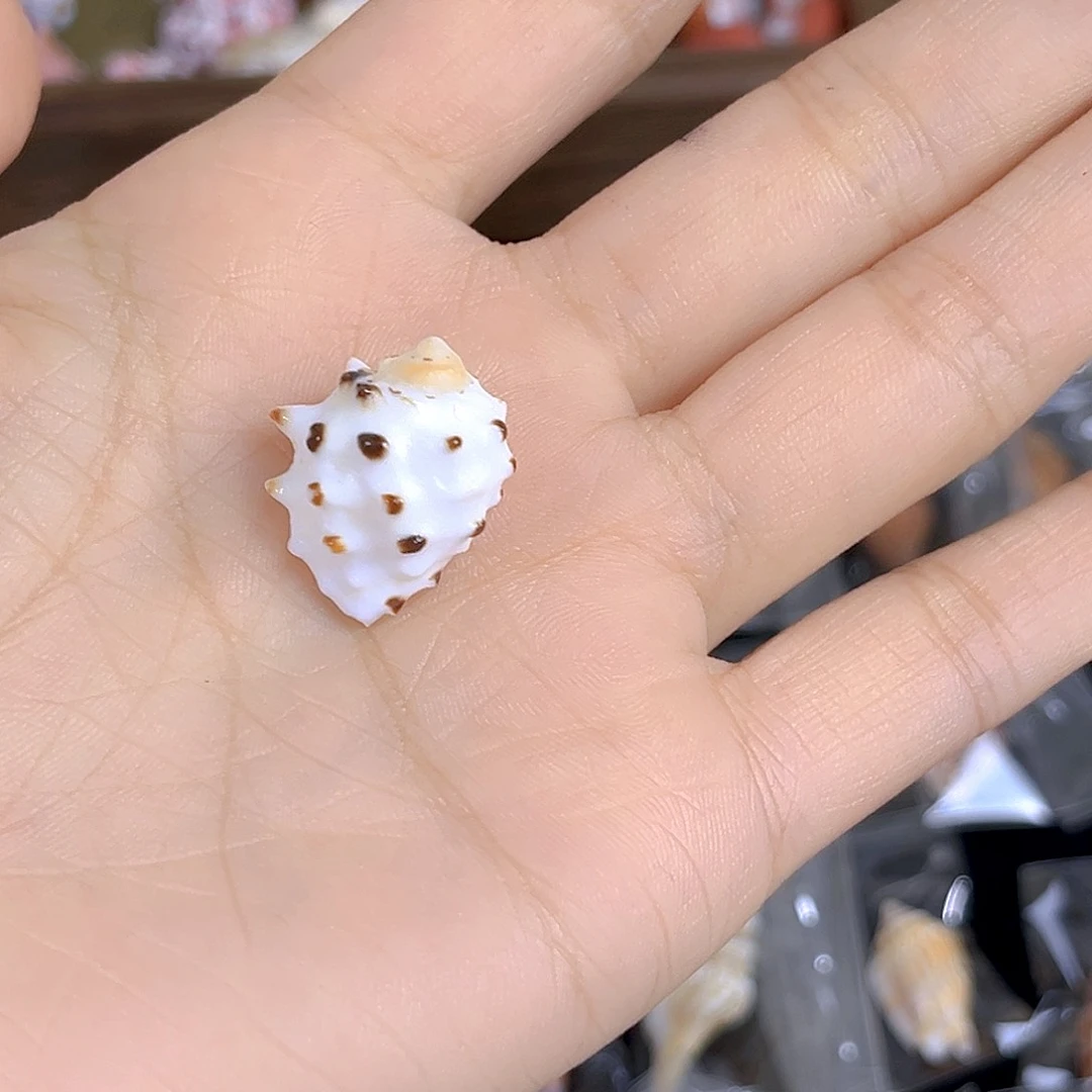 大理石磁石哆****舞天然贝壳特价不退不换
