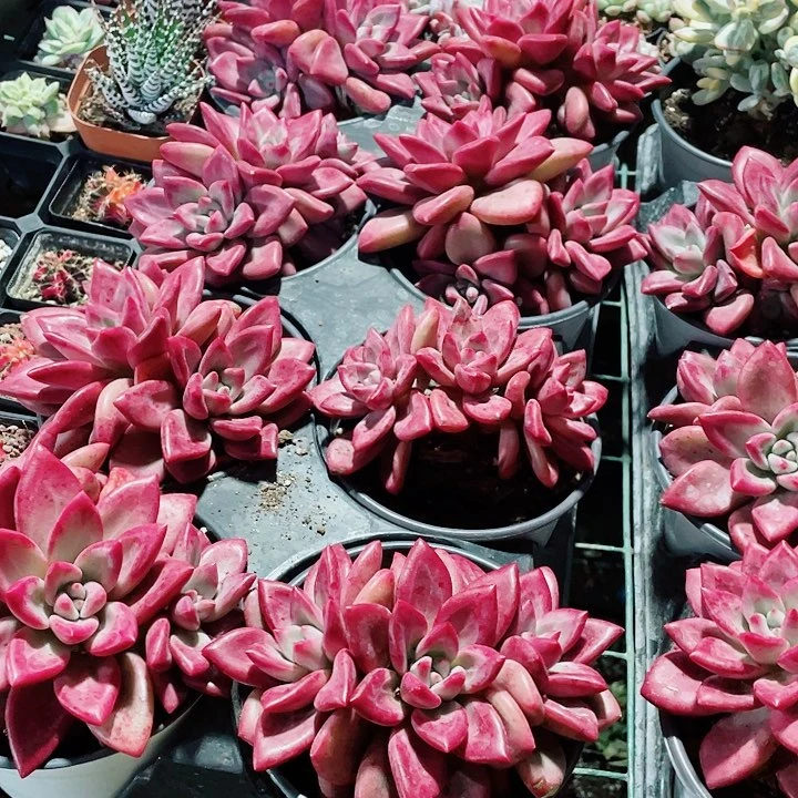 赫菲斯托39.9一盆588669885