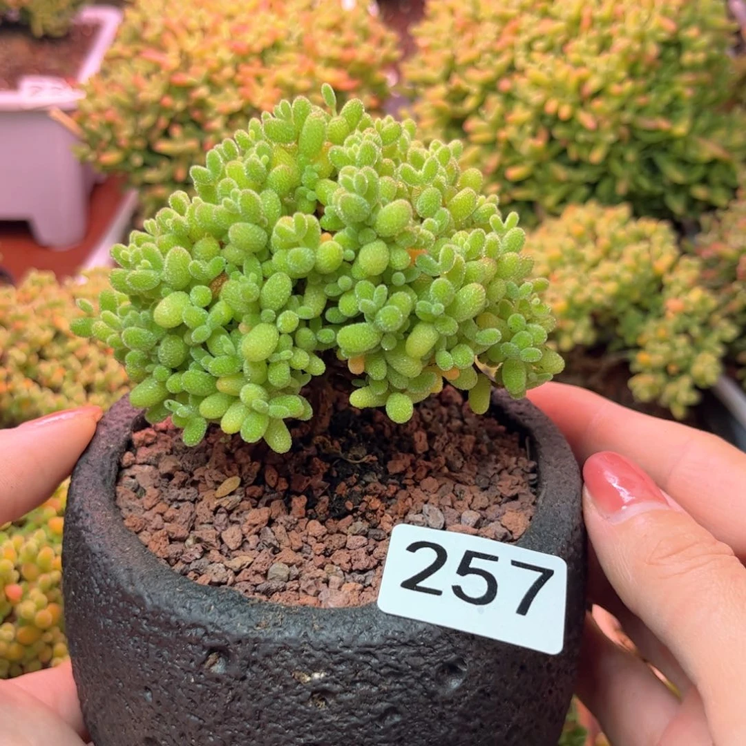 257金桔可爱多肉植物