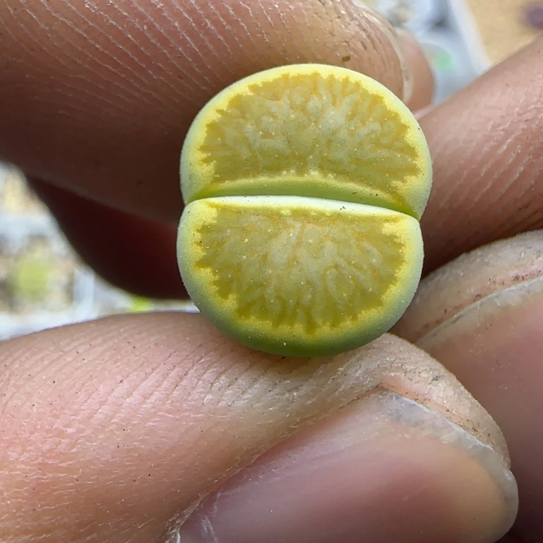 737 生石花大棚直播