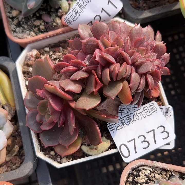 幸运儿是一位非常优秀且幸运