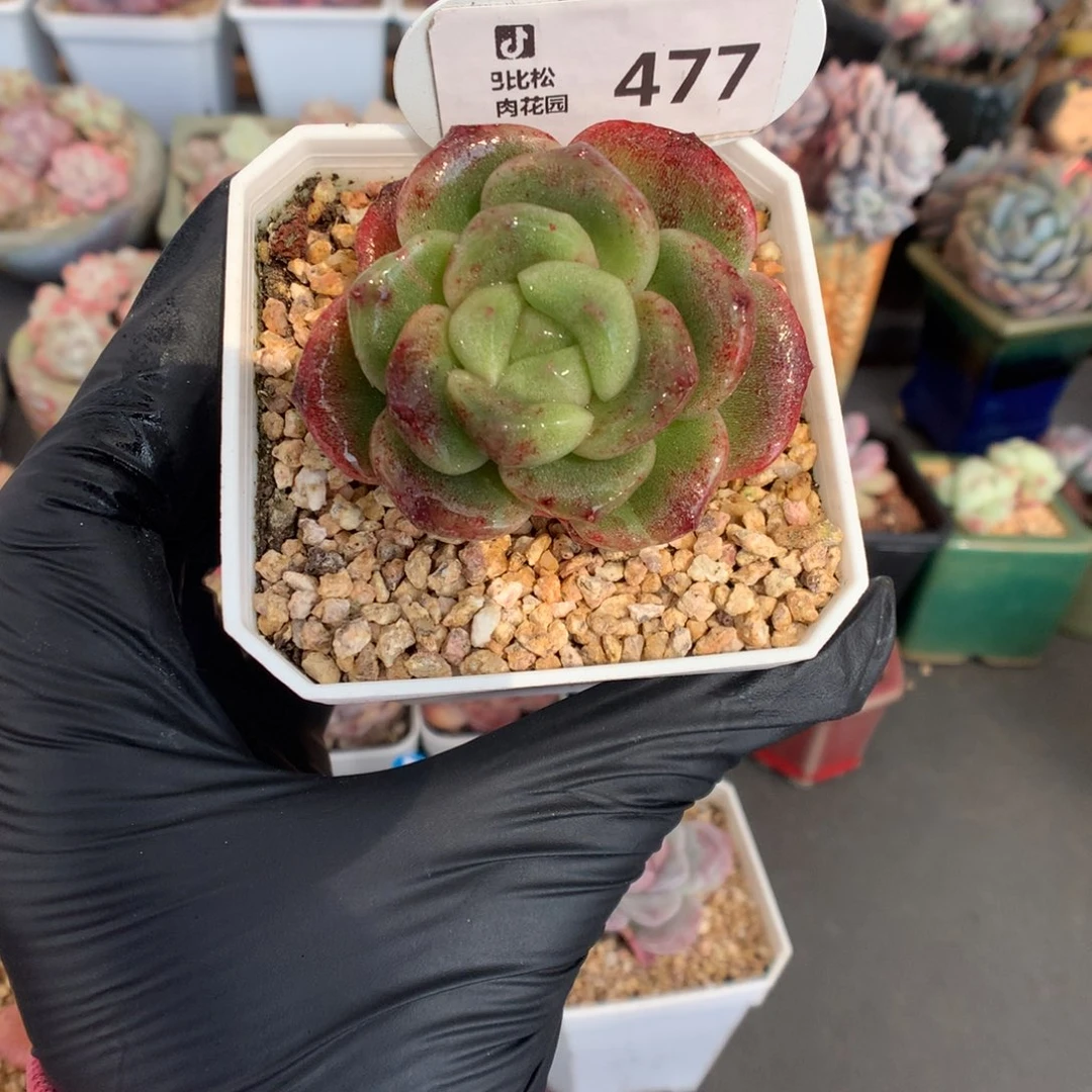 477 血斑冰玉石化