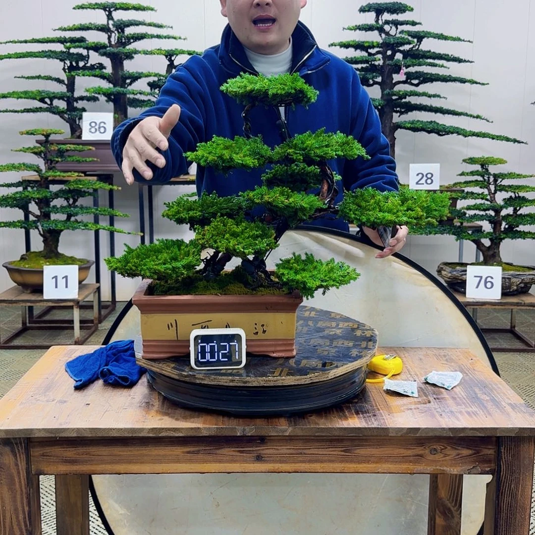 无花朵柏树造型盆景